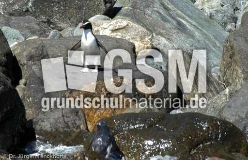 Dickschnabelpinguin (09 von 45).jpg